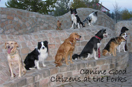 picture of good citizen dogs